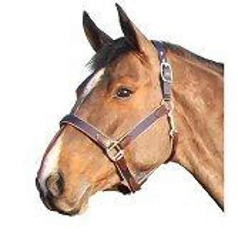 Jeffries Poll Guard Head Collar